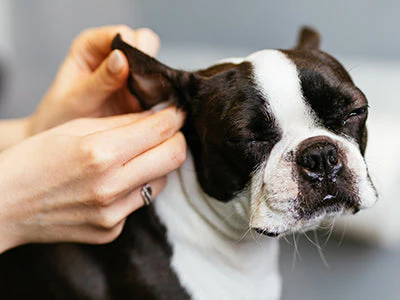 Ear hair pluck