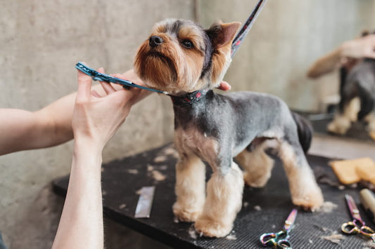 Full Grooming