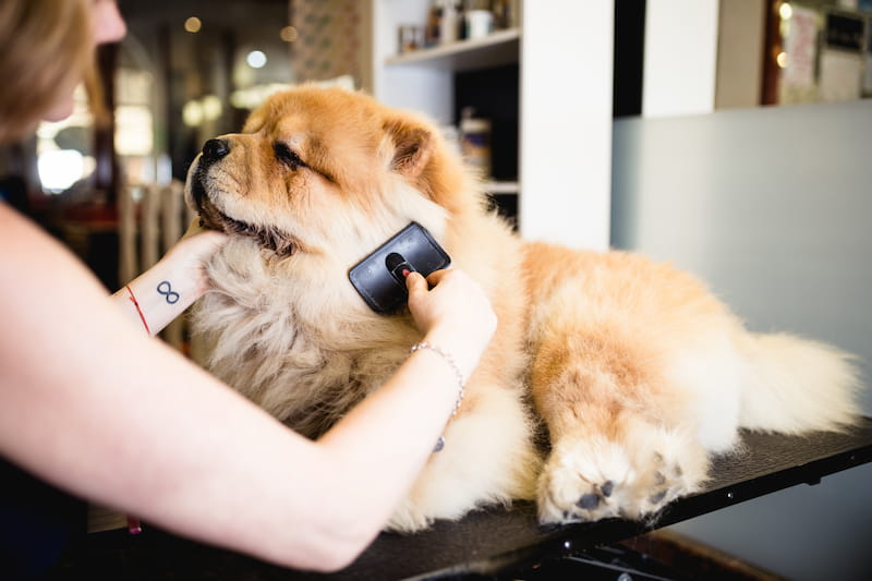 Mini Grooming(Trim)